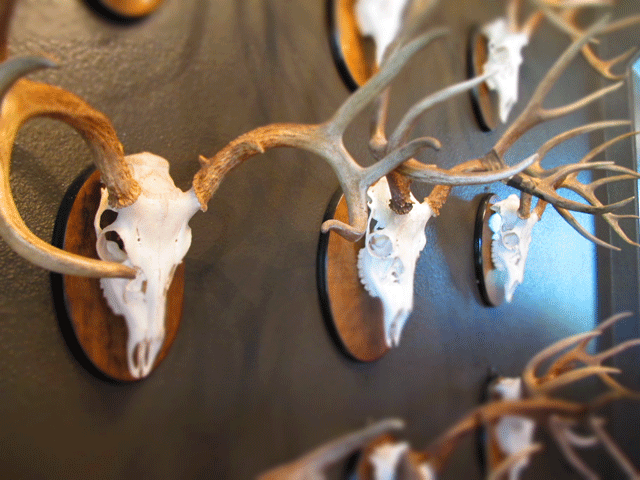 Modern Antler Installation, Texas Chic, Urban Ranch,